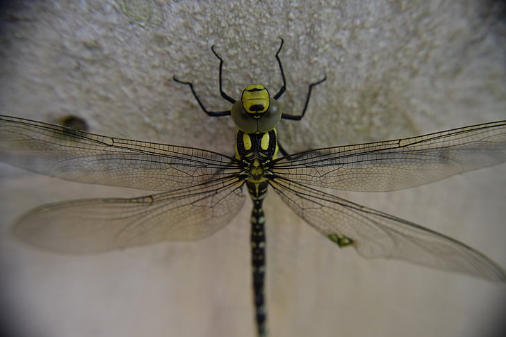 Dragonfly, insekt, makro, natur, insekter