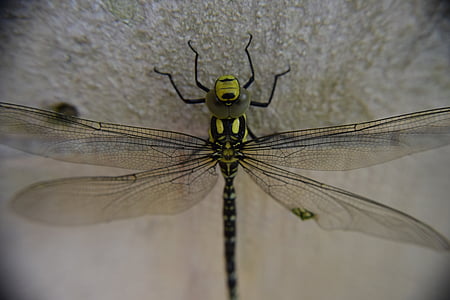 Dragonfly, hmyz, makro, Příroda, hmyz