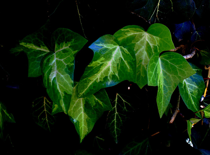 leaves, ivy, green, bright, veined, white, branched