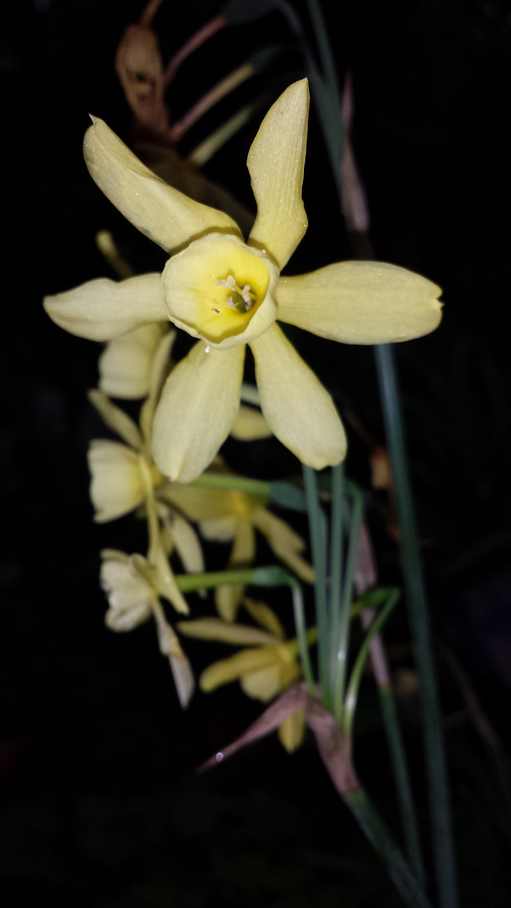 Narcis, botaniczny, kwiaty