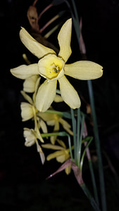 Narcis, botaniske, blomster