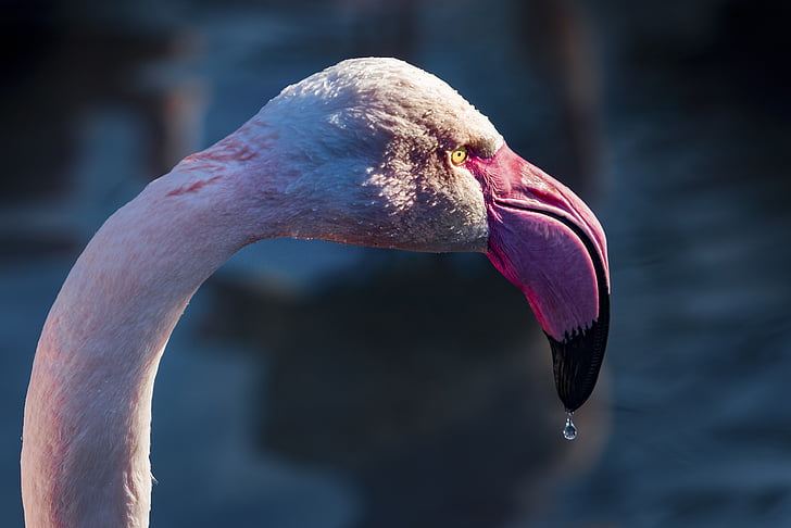 Flamingo, damla, su, kafa, Bill, gözler, kuş