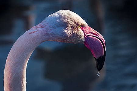 Фламинго, капково, вода, главата, бил, очите, птица