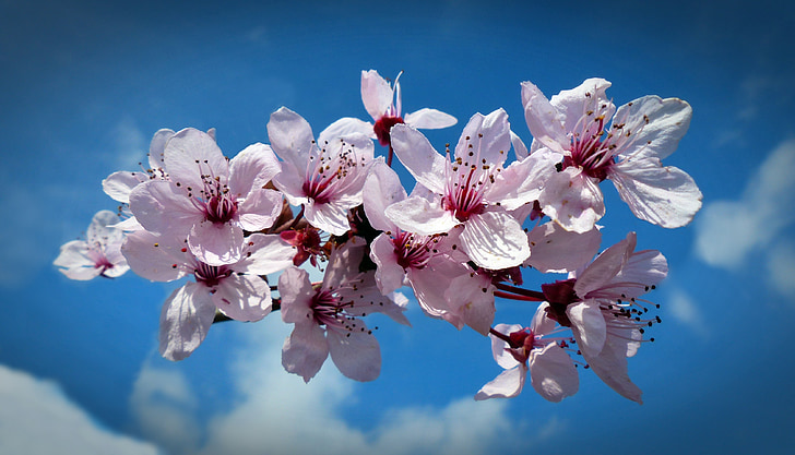 vyšnia, žiedų, žydėti, vyšnių žiedai, dangus, pavasarį, Japonijos vyšnių