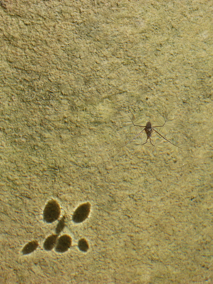 gerridae, guerrido, σκιά, υδρόβια έντομα, Sabater, με τα πόδια στο νερό, Λίμνη