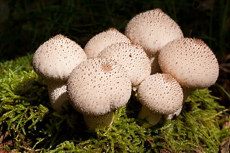 umbrinum, Bovist, Pilze, Tasche, birnenförmig, weiß, junge
