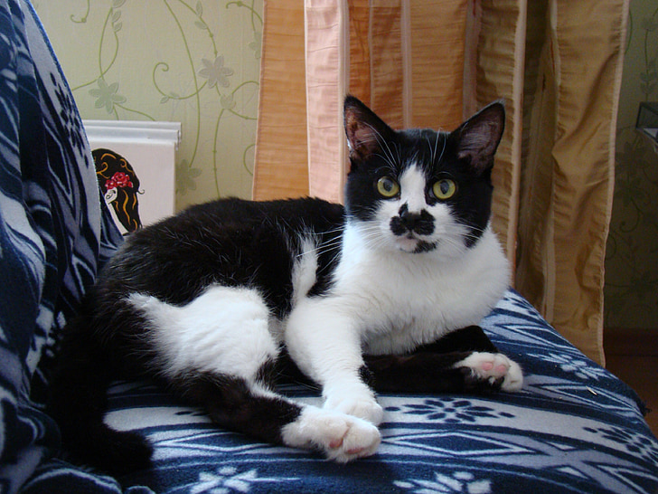 котка, котки, Черно и бяло, едър план, животни, домашен любимец, Котки шотландски клепоухи