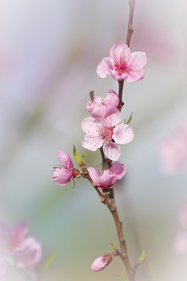 pink flower, spring, nature, flowering, plum, flower, spring flowers