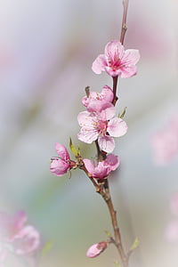 розово цвете, Пролет, природата, цъфтеж, слива, цвете, Пролетни цветя