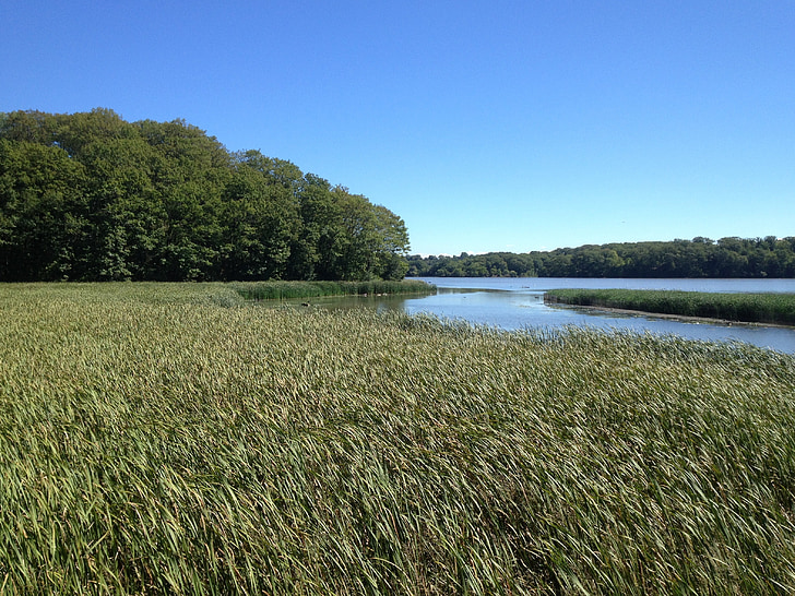 Marsh, Lake, zomer, Wetland, Shoreline, natuurlijke
