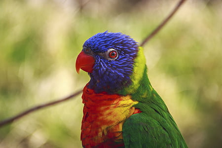 fuglen, nebb, fjær, dyr, fly, papegøye, fargerike