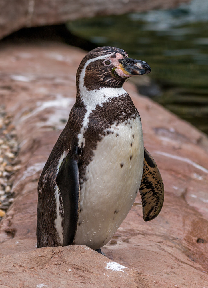 chim cánh cụt Humboldt, chim cánh cụt, nước chim, Humboldt, spheniscus humboldti, con chim, động vật