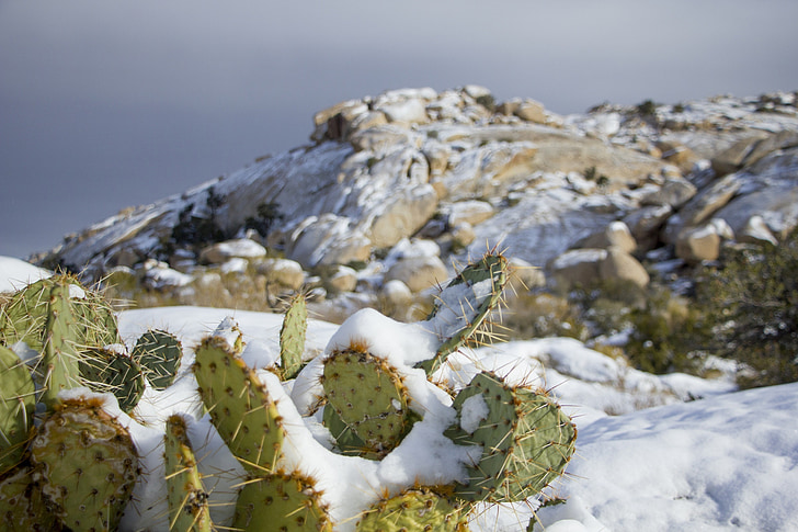paisaje, Scenic, invierno, nieve, cactus, Parque Nacional Joshua tree, California