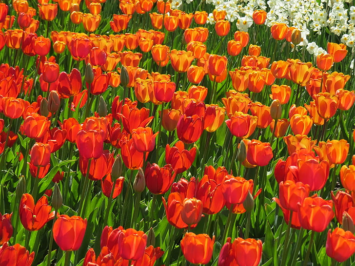 campo de tulipa, vermelho, laranja, Branco, Tulipa, natureza, flor