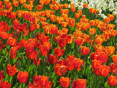 Tulip pole, červená, Orange, biela, Tulip, Príroda, kvet