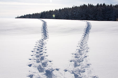 Trace, voetafdruk, stokken, besneeuwde, sneeuw lane, winter, landschap