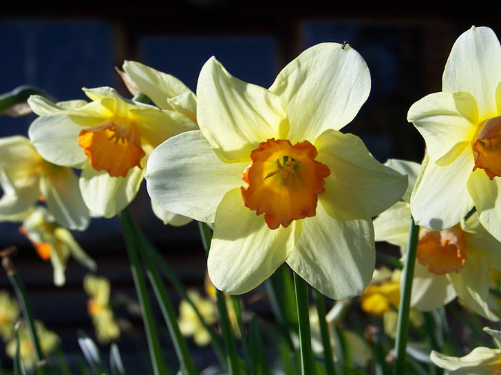 Daffodil, tancar, groc, flor, planta, flor, jardí