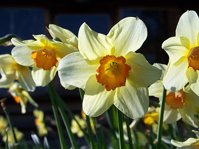 Daffodil, menutup, kuning, bunga, tanaman, Blossom, Taman