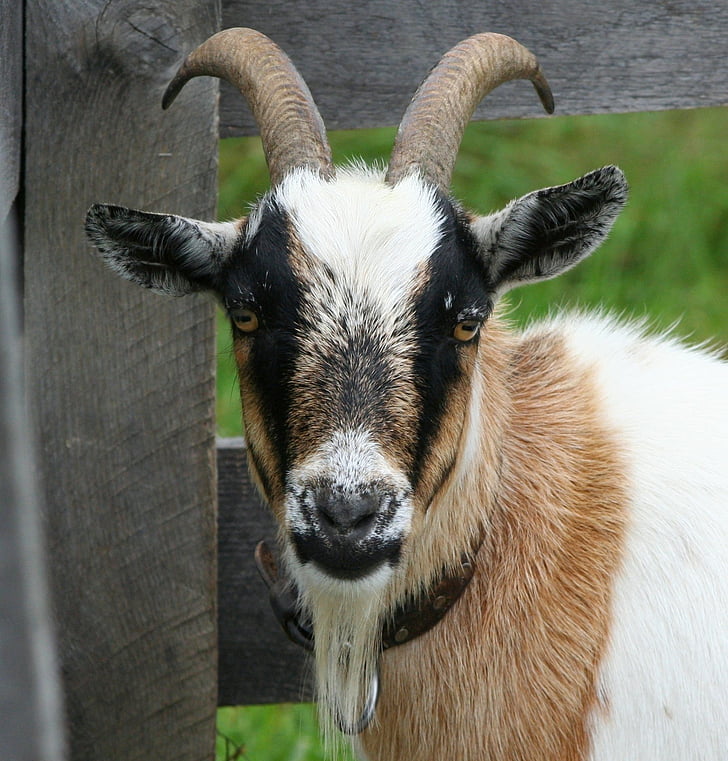 goat, boer bok, horns, domestic, ram, livestock, mammal