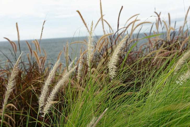plaža, thatched, književnost i umjetnost, priroda, trava, travom, na otvorenom
