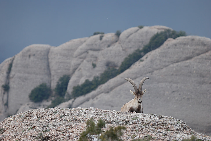 ibex, cabra montés, spanish ibex, spain, montserrat, mountain, rocks