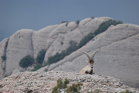 Ibex, Cabra montés, Spansk Stenbuk, Spanien, Montserrat, Mountain, sten