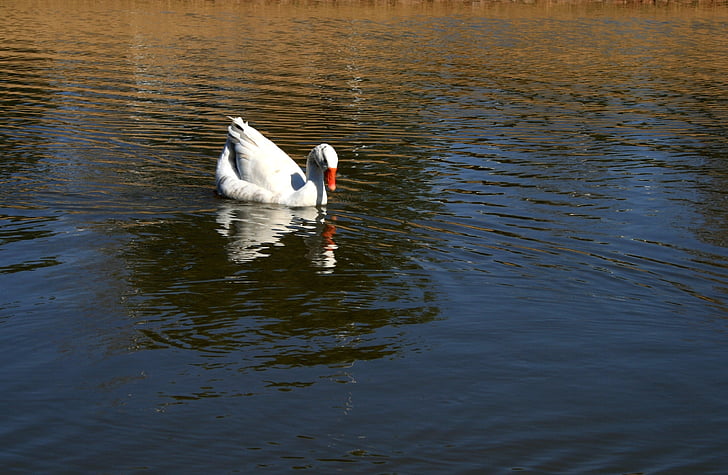 white, duck, pond, duck on water, water ripples, reflecting, water