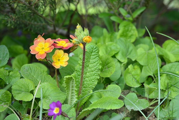 Primula, kevadel, õitsev, väike, loodus, taim, lill