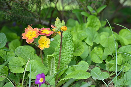 Primula, Frühling, blühen, winzige, Natur, Anlage, Blume
