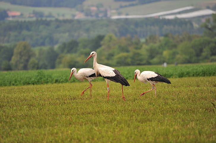 storks, bird, stork, birds, animals, rattle stork, stork couple