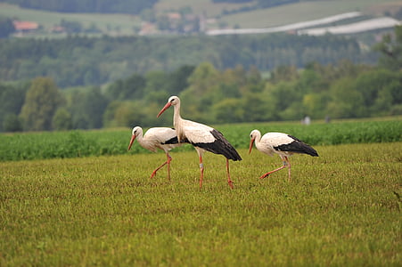 storks, bird, stork, birds, animals, rattle stork, stork couple