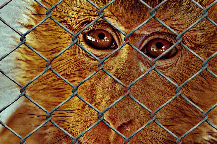 het welzijn van dieren, Help, in de gevangenis, liefdadigheid, dierlijke redding, dieren, aap
