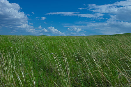 Prairie, alam, Hebi