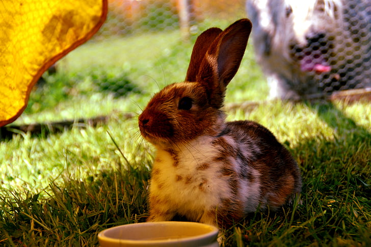 dier, Bunny, schattig, bont, gras, buitenshuis, huisdier