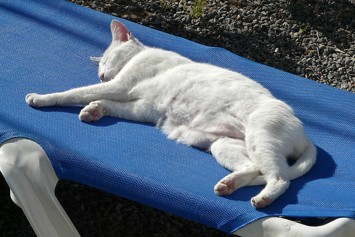 cat, white, lazy, sun lounger, holiday, rest, sleep