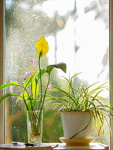 fönster, blomma, Orchid, Wok, solen