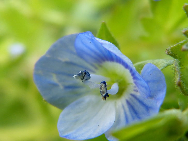 spiczaste kwiat, niebieski, jasnoniebieski, kwiat, Bloom, Małe kwiecie, Natura