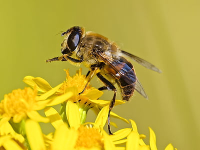 hoverfly, บิน, ดอก, บาน, แมลง, ธรรมชาติ, สัตว์