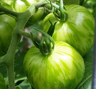 green, tomatoes, summer, vegetable, agriculture, food, nature