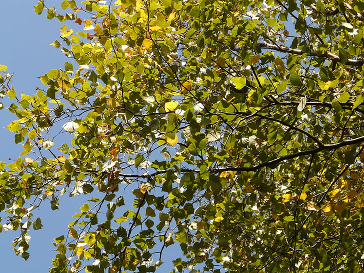 daun, pohon, musim panas, cahaya, Poplar