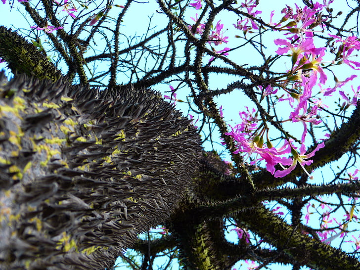 kapok tree, ceiba pentandra, pochote, tribe, prickly, young tree, blossom