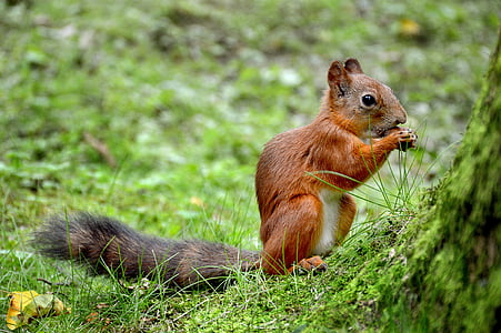 veverica, poletje, Peterhof, trava, živali, Park, hranjenje