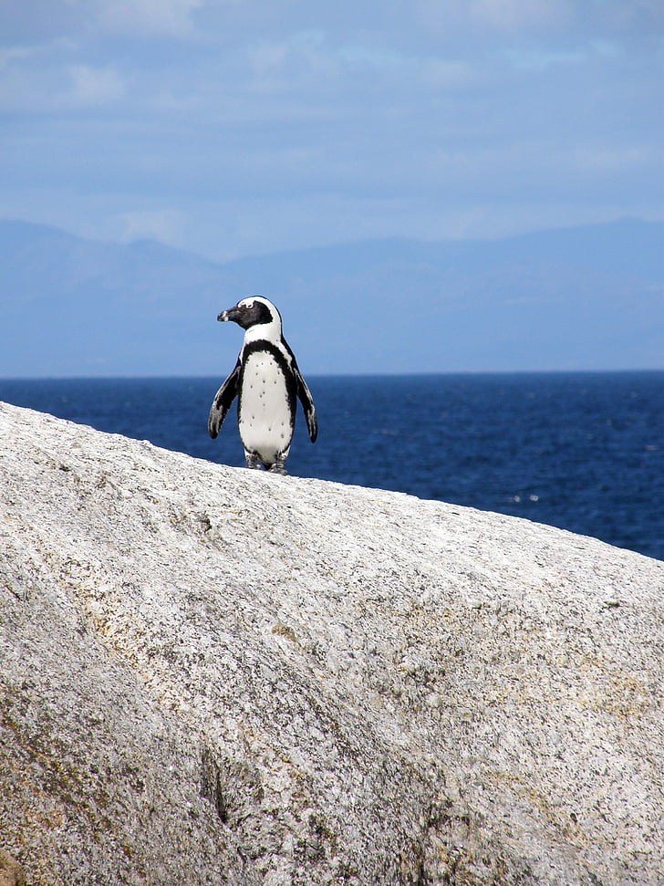 Penguen, Cape town, kayalar beach, gözlük penguen