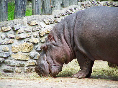 hipopótamo, mamíferos, animales africanos