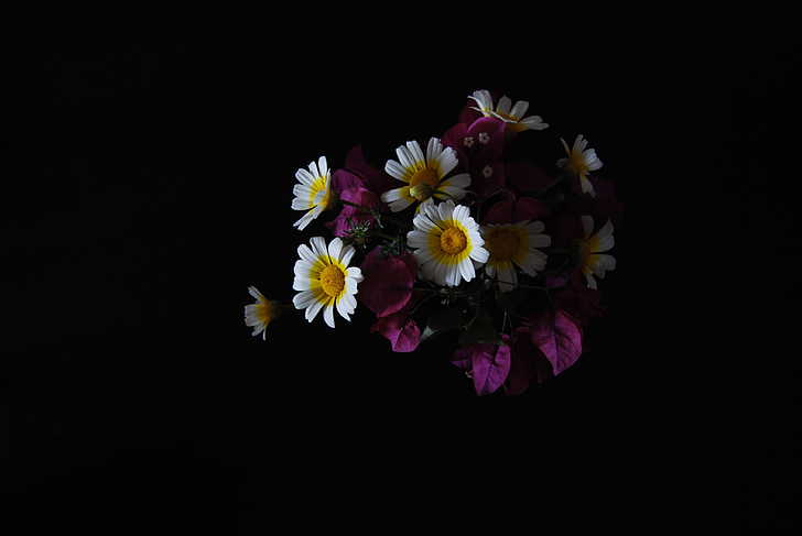λουλούδια, Νεκρή φύση, σκούρο φόντο, άνοιξη, Μαργαρίτες, πέταλα, κίτρινο λουλούδι