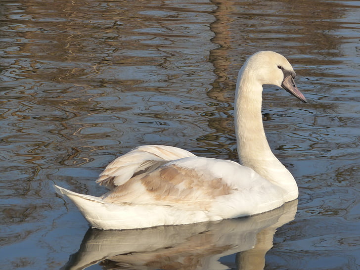 Swan, Anka, djur, sjön, dammen