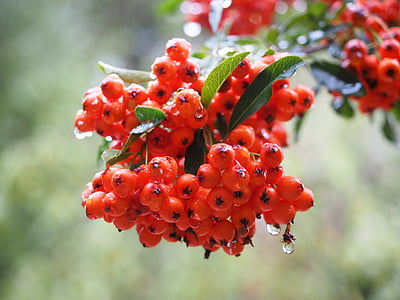 Firethorn, frutta, frutti di bosco, rosso, Bush, Pyracantha, Sorbe