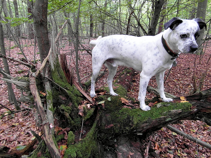 câine, pădure, alb, negru, caine de paza, Uita-te la, atenţia