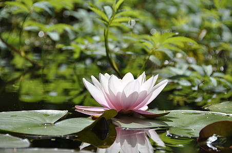 pond, pink, sunlight, tar, water, water Lily, nature