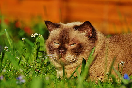 Britanska kratkodlaka mačka, zabrinutost, opušteno, mačka, čistokrvni, mieze, slatki
